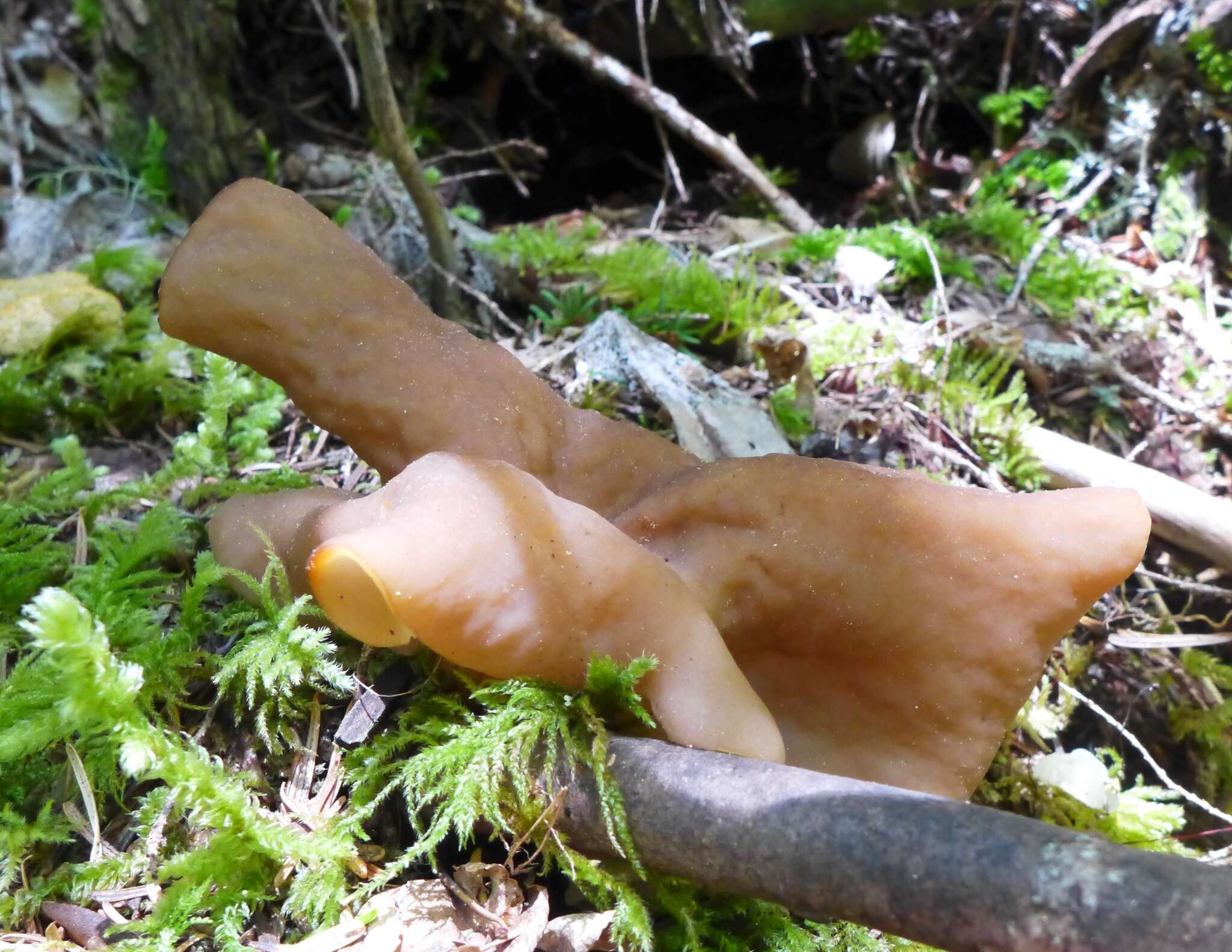 Imagem de Gyromitra melaleucoides (Seaver) Pfister 1980