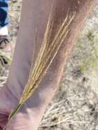 Image of multiflower false Rhodes grass