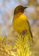 Image of Cape Weaver