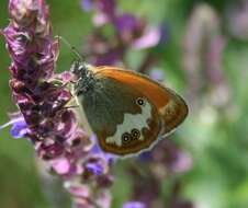 Sivun Coenonympha arcania Linnaeus 1761 kuva