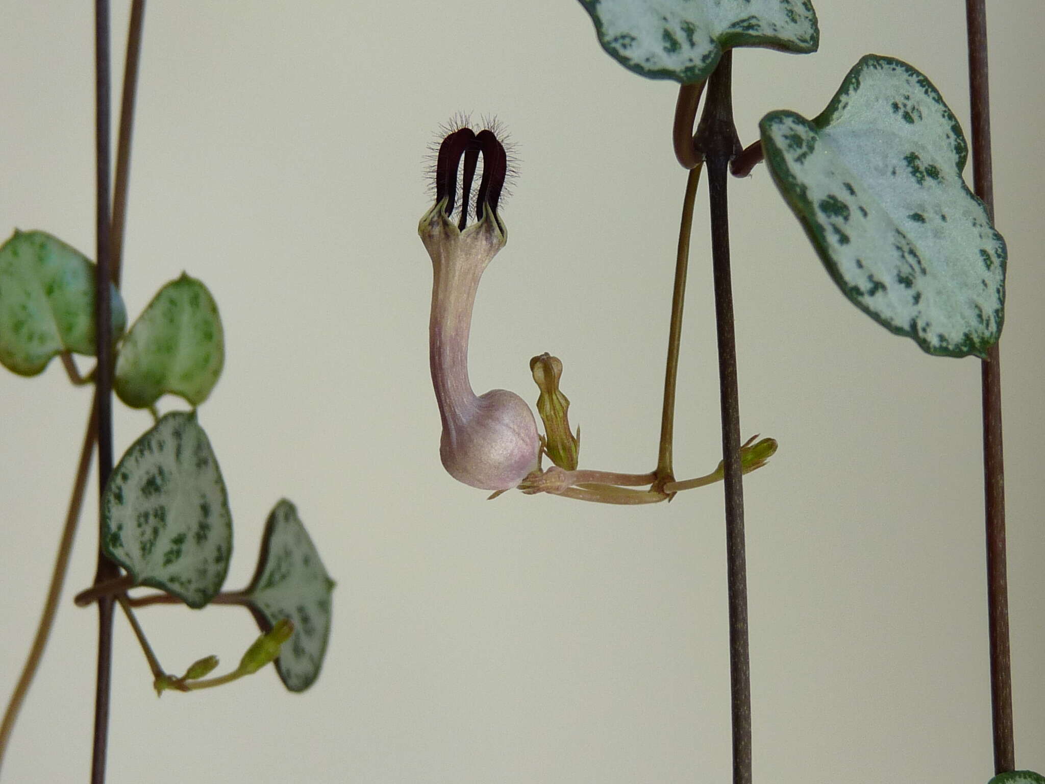 Image of Ceropegia collaricorona Werderm.