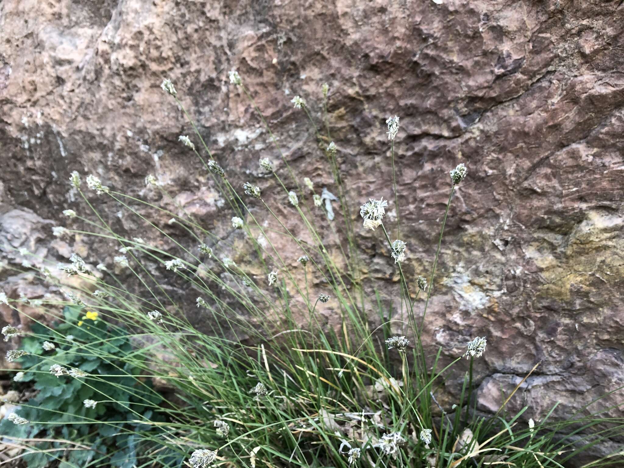 Imagem de Sesleria caerulea (L.) Ard.