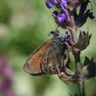 Plancia ëd Coenonympha glycerion