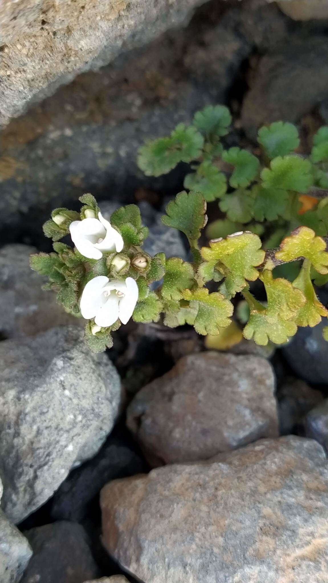 Sivun Veronica spathulata Benth. kuva