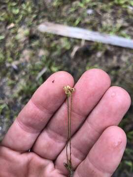 Image of Fringed Bladderwort