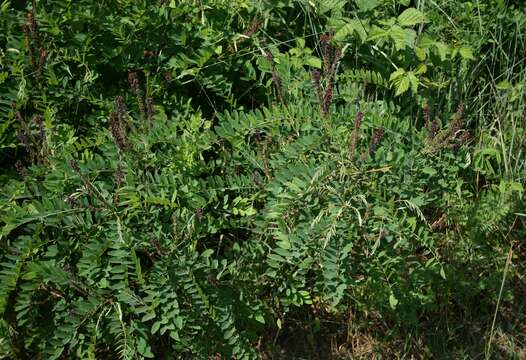 Image of desert false indigo