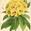 Imagem de Rhododendron javanicum (Bl.) Benn.