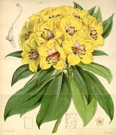 Imagem de Rhododendron javanicum (Bl.) Benn.