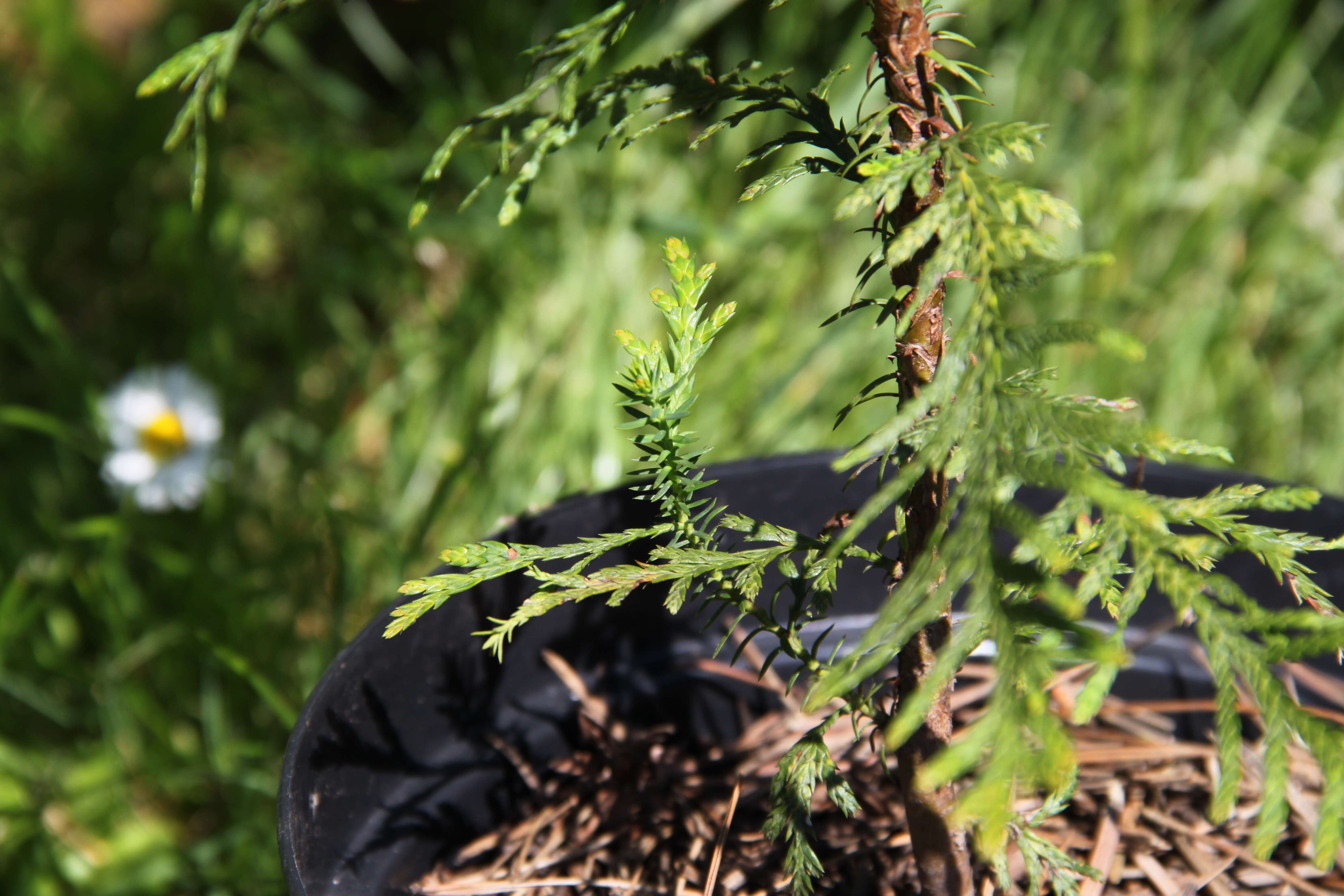 Image of Canoe Cedar