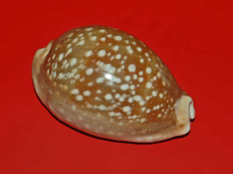 صورة Lyncina vitellus (Linnaeus 1758)