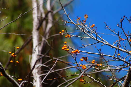 Crataegus mexicana Moc. & Sesse ex DC. resmi