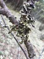 Image of Powder-headed tube lichen