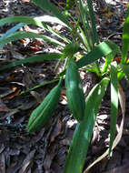 Image of stinking iris