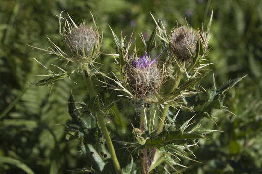 Plancia ëd Cirsium pugnax Somm. & Levier