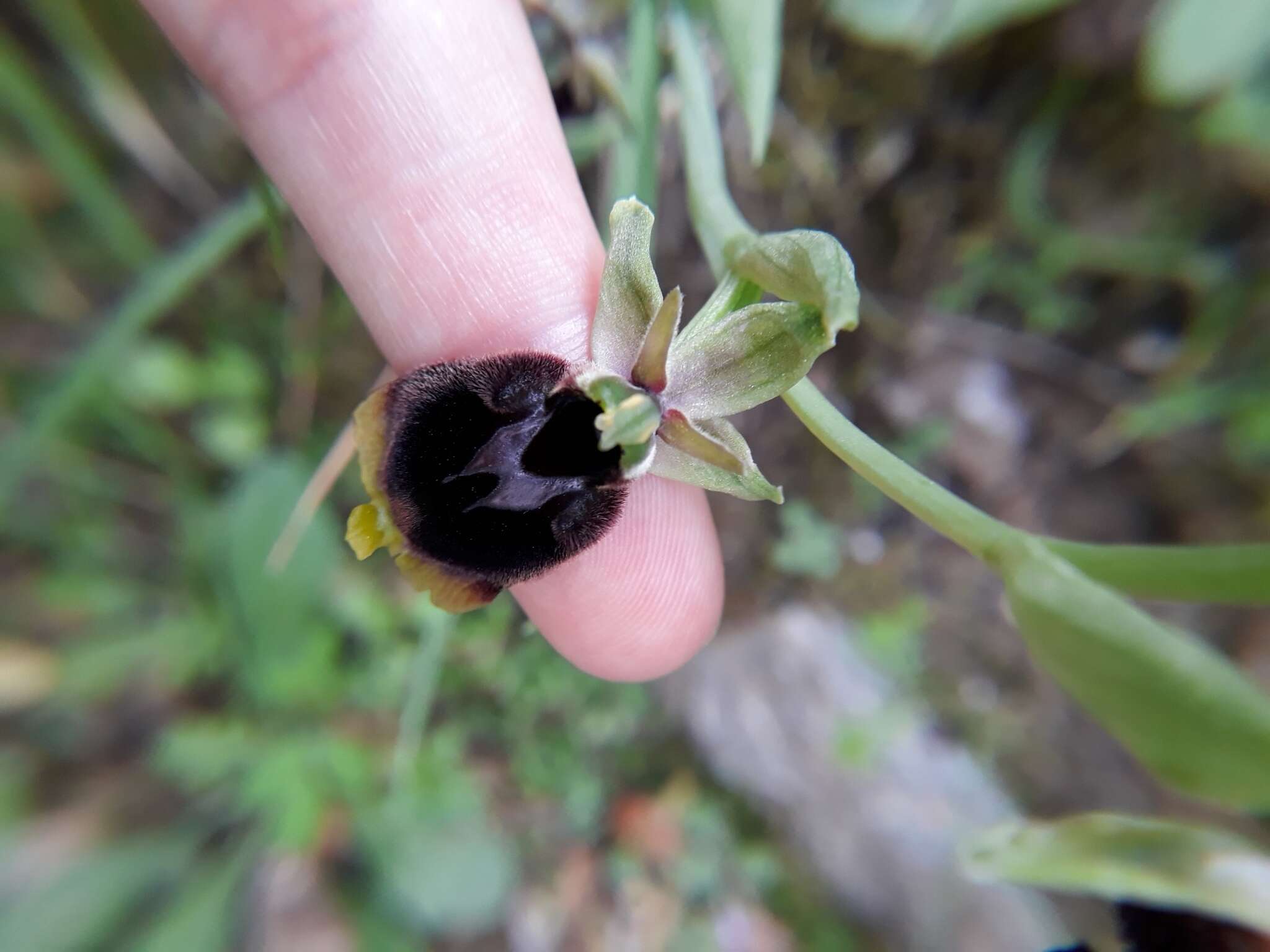 Plancia ëd Ophrys fuciflora subsp. chestermanii (J. J. Wood) H. Blatt & W. Wirth