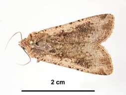 Image of pearly underwing