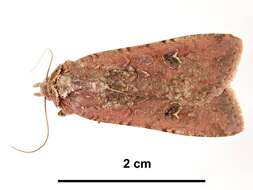 Image of pearly underwing