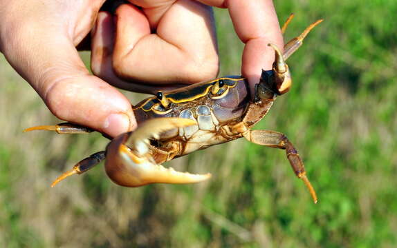 Image of Potamonautes flavusjo Daniels, Phiri & Bayliss 2014