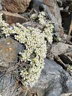 Sivun Cusickiella douglasii (A. Gray) Rollins kuva