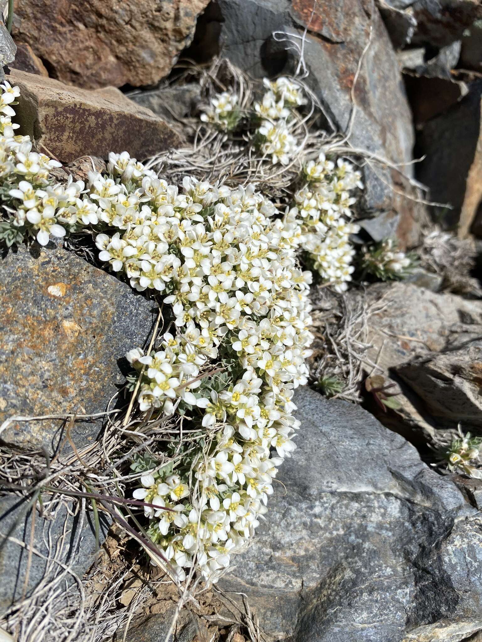 Sivun Cusickiella douglasii (A. Gray) Rollins kuva