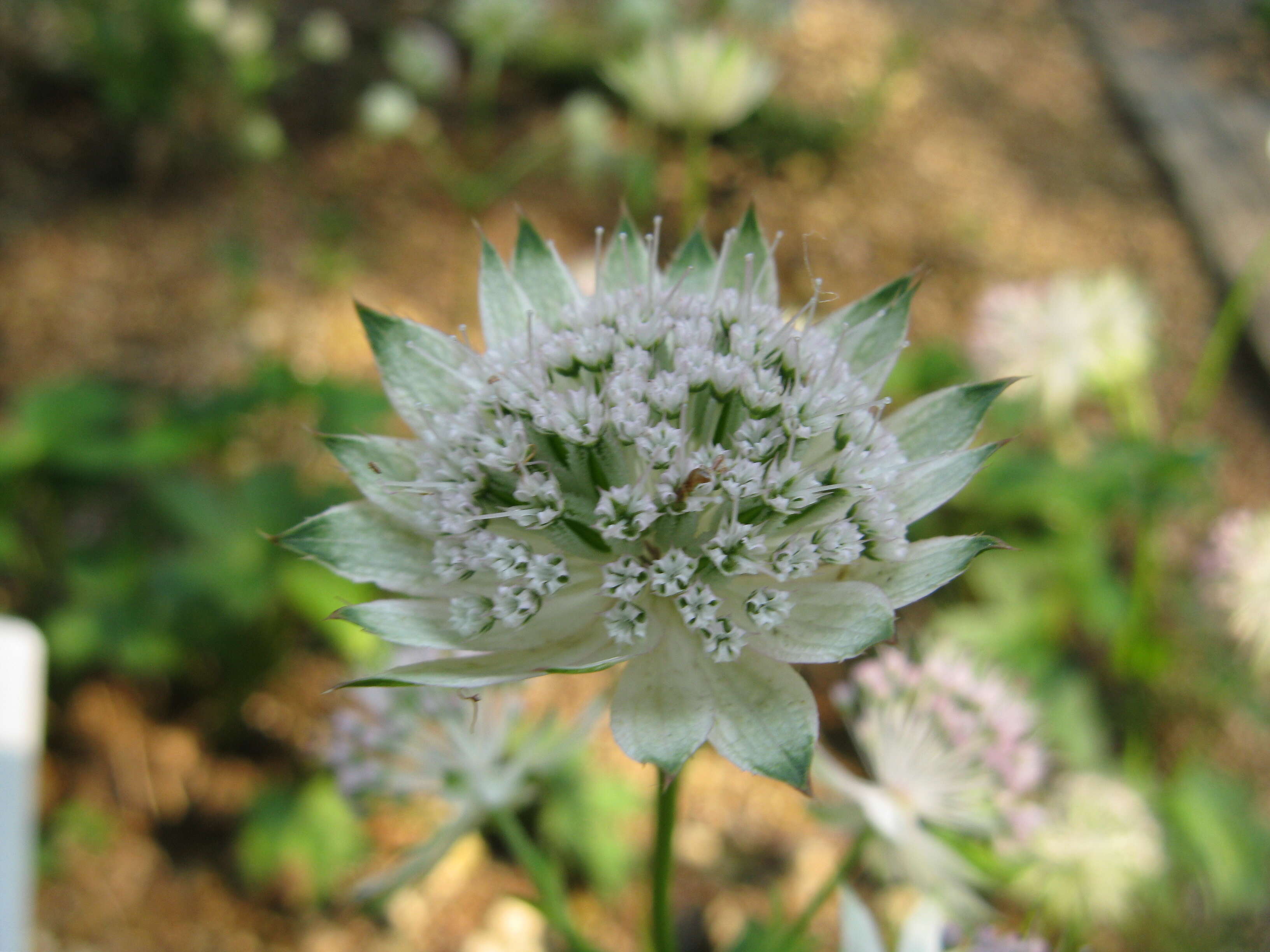 Imagem de Astrantia major L.