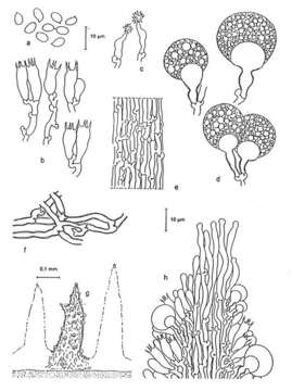 Image of Resinicium friabile Hjortstam & Melo 1997