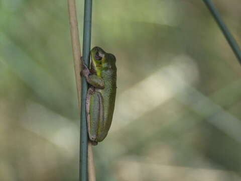 Imagem de Litoria cooloolensis Liem 1974