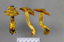 Image of Cortinarius canarius (E. Horak) Gasparini 2014