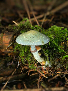 Image of Stropharia aeruginosa (Curtis) Quél. 1872