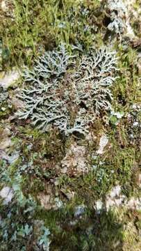 Image of fringed lichen