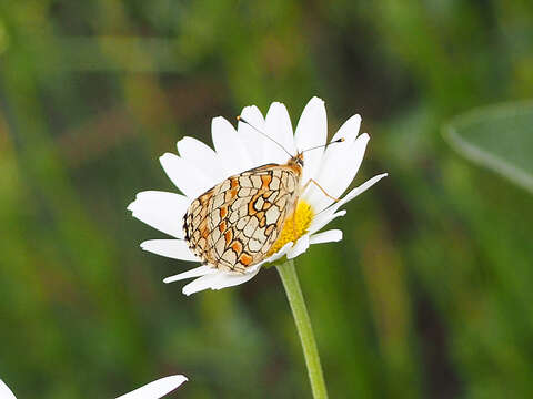 Image of <i>Melitaea deione</i>