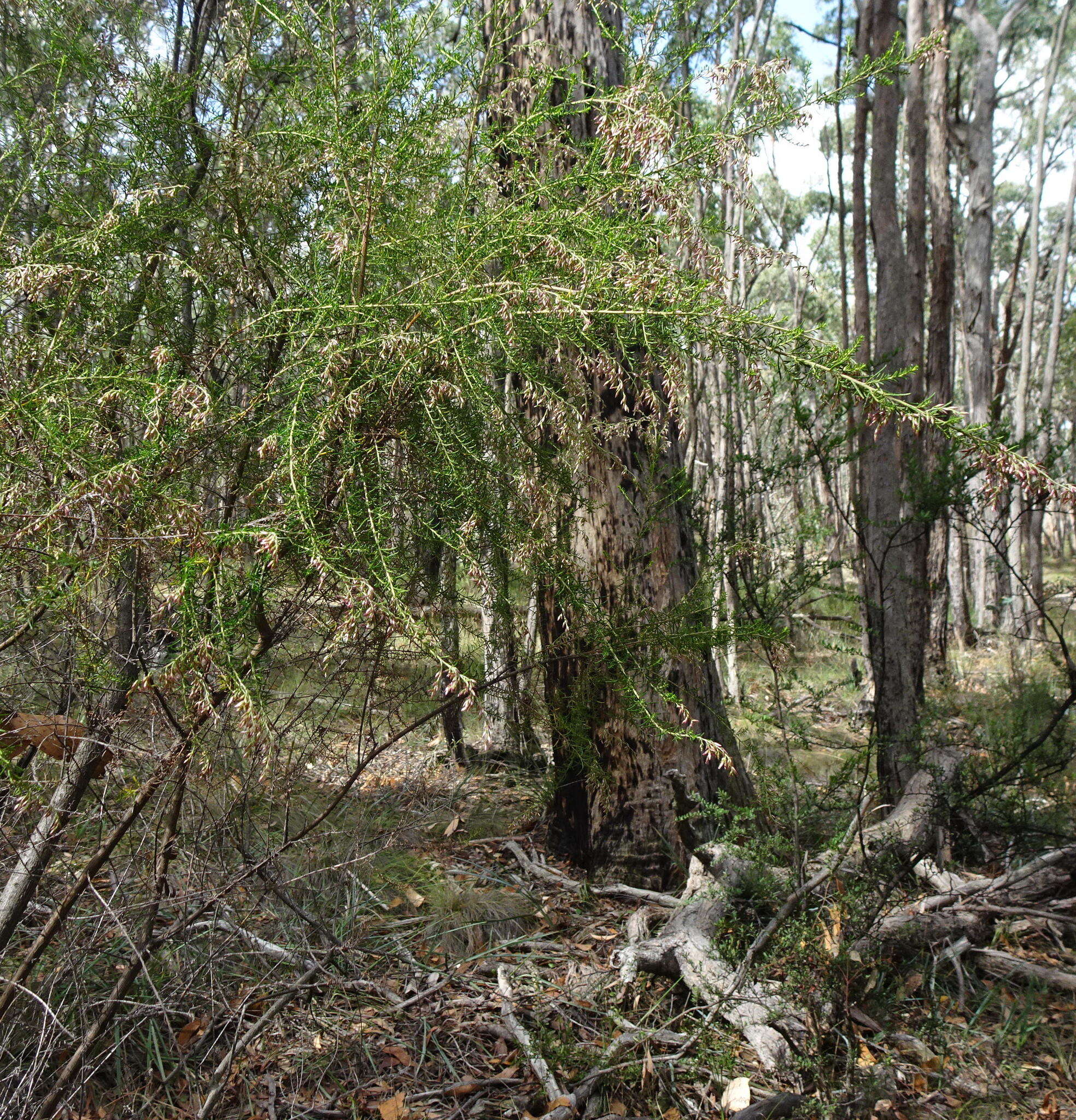 Image de Cassinia sifton Orchard