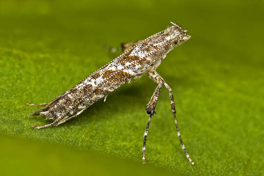 Image of Leafminers