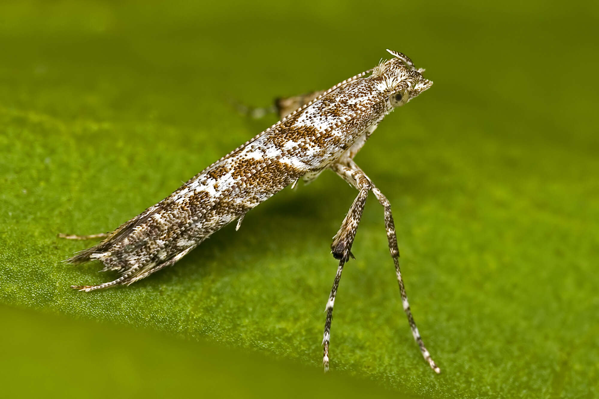 Image of Leafminers