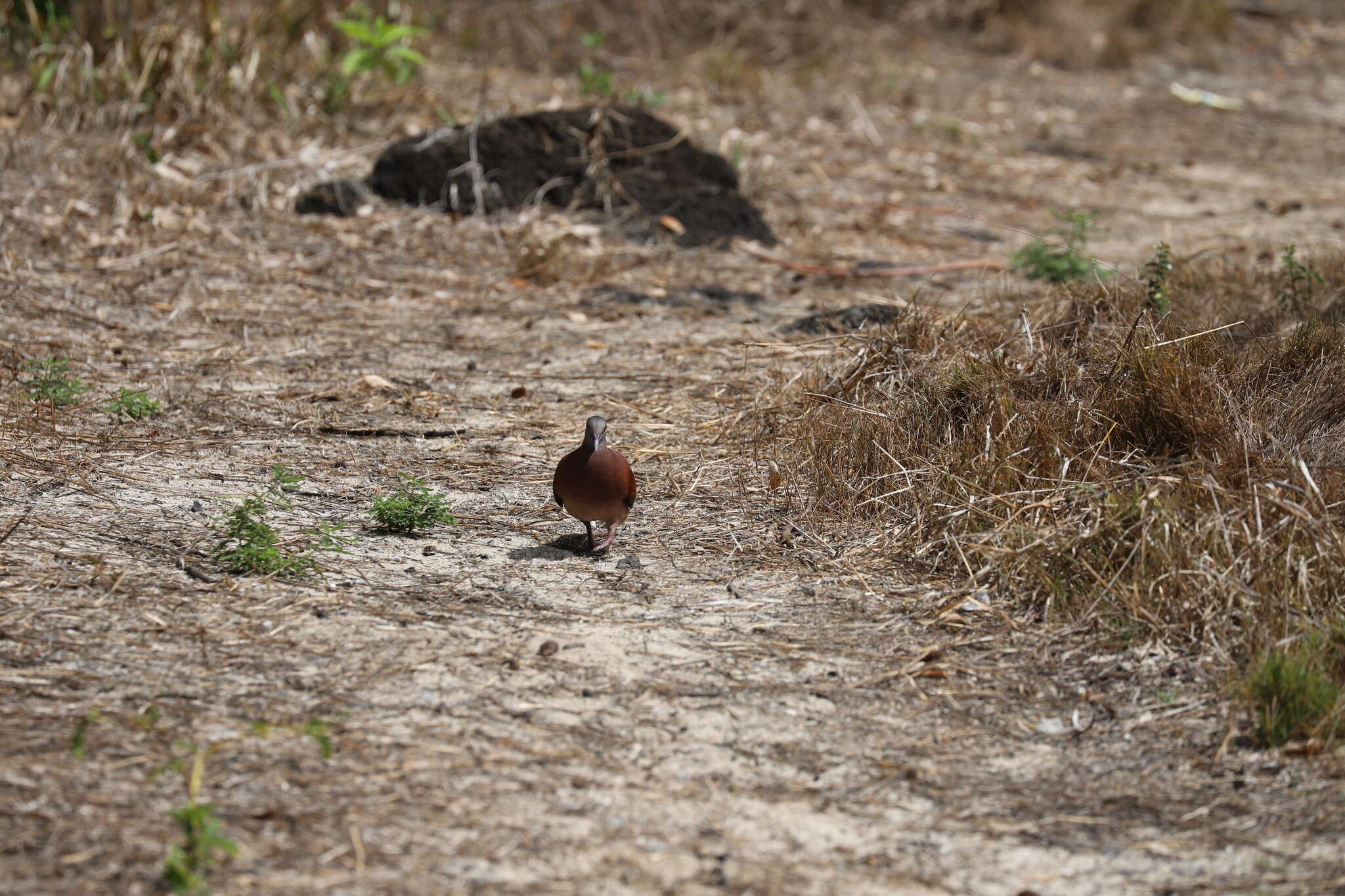 Image of Madagascar Turtle-Dove