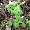 Image of small-flower pellitory