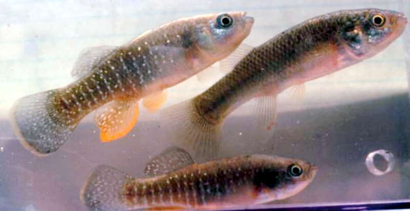 Image of topminnows