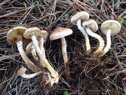 Image of Pholiota terrestris Overh. 1924