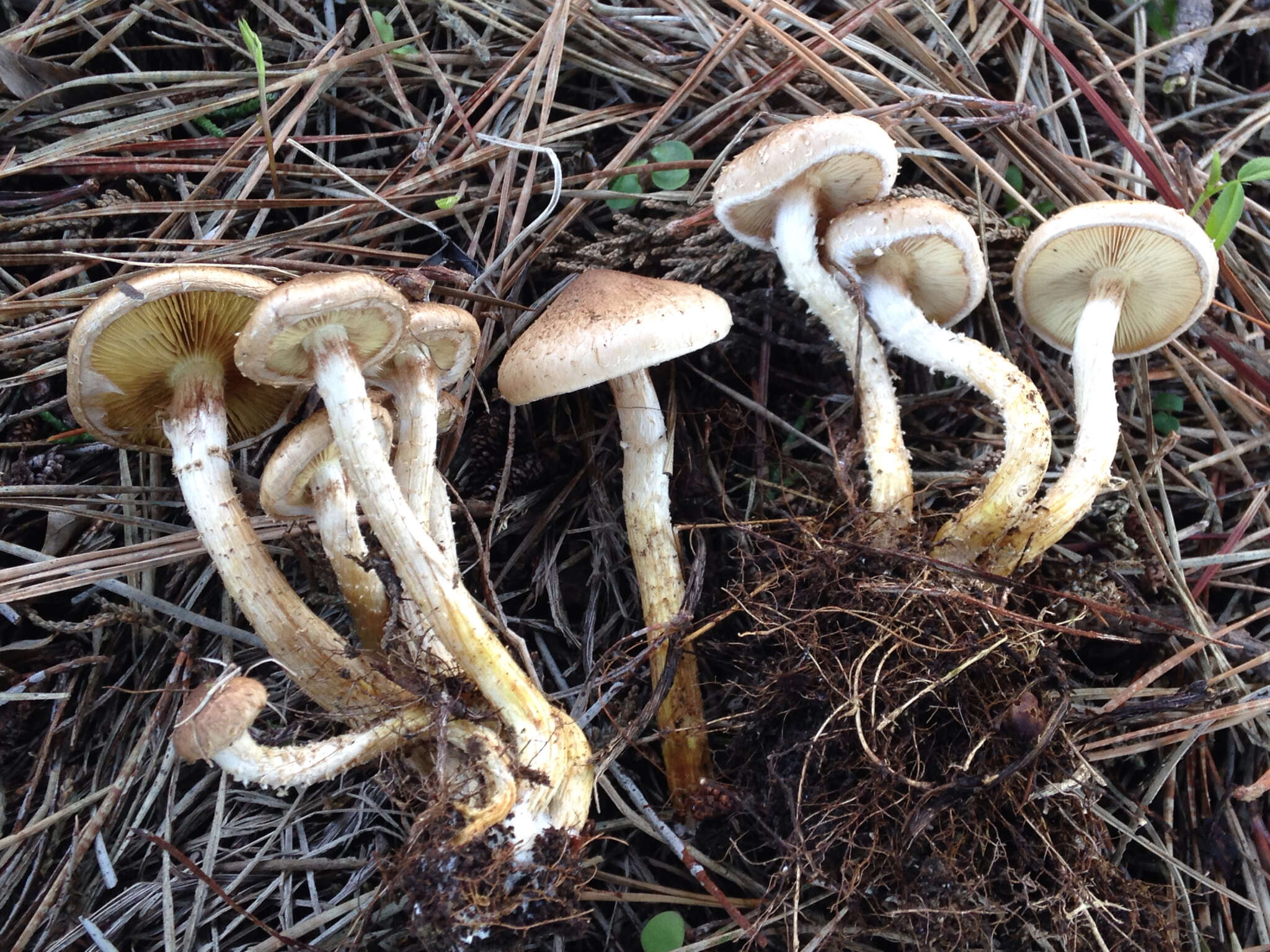 Image of Pholiota terrestris Overh. 1924