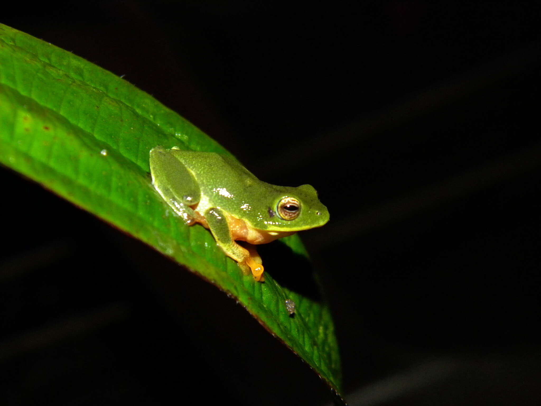 Image of Bob Inger's bush frog