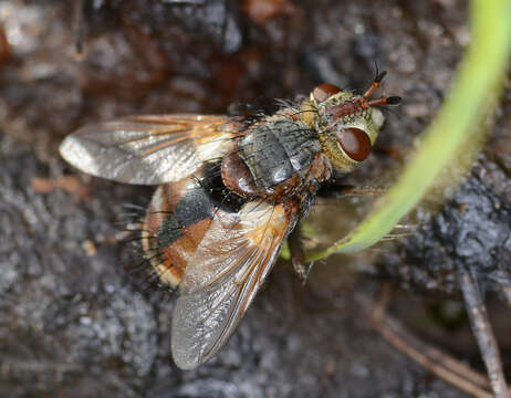 Image de Tachina fera (Linnaeus 1761)