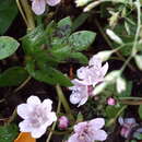 Sivun Phacelia platycarpa (Cav.) Spreng. kuva