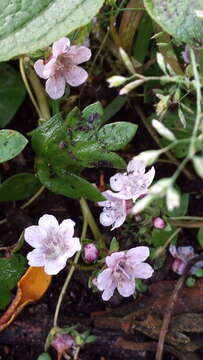 Image of Phacelia platycarpa (Cav.) Spreng.