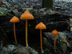 Image of Entoloma