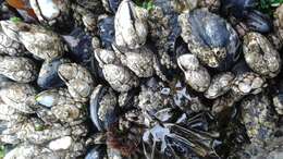 Image of goose-necked barnacle