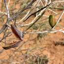 Image of Hakea leucoptera subsp. leucoptera