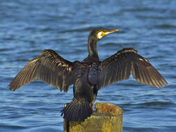 Image of Black Shag