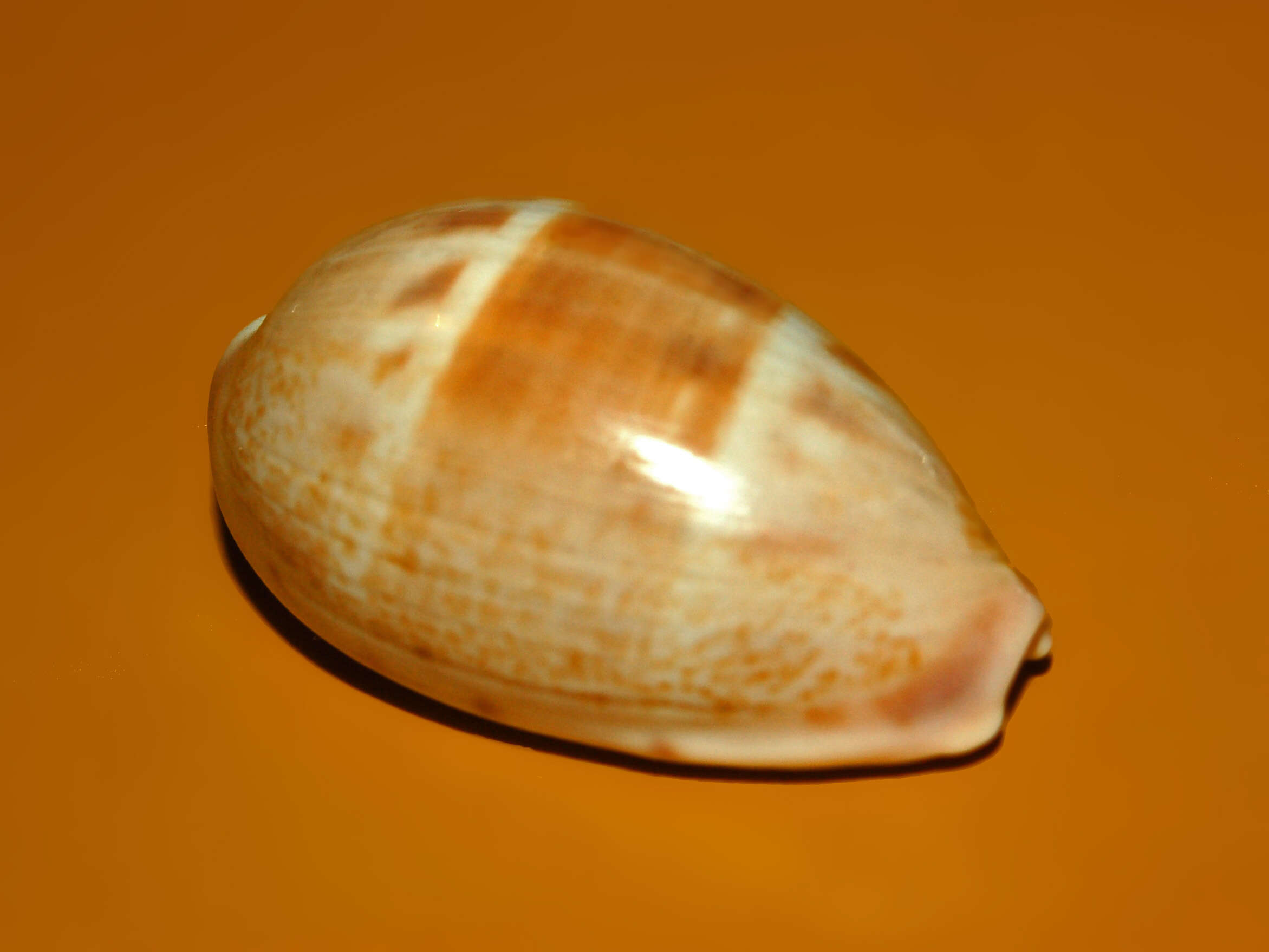 Image of Walker's Cowry