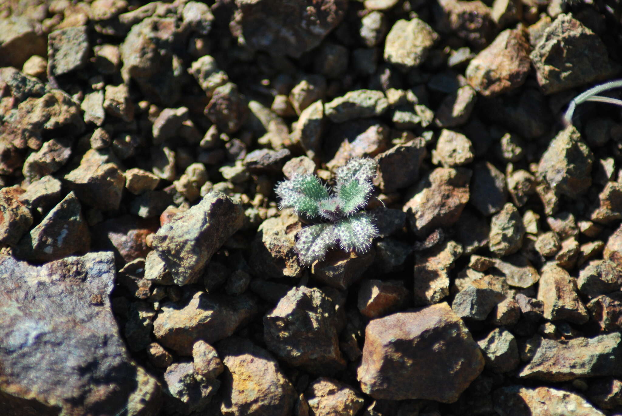 Image of Mt. Diablo jewelflower