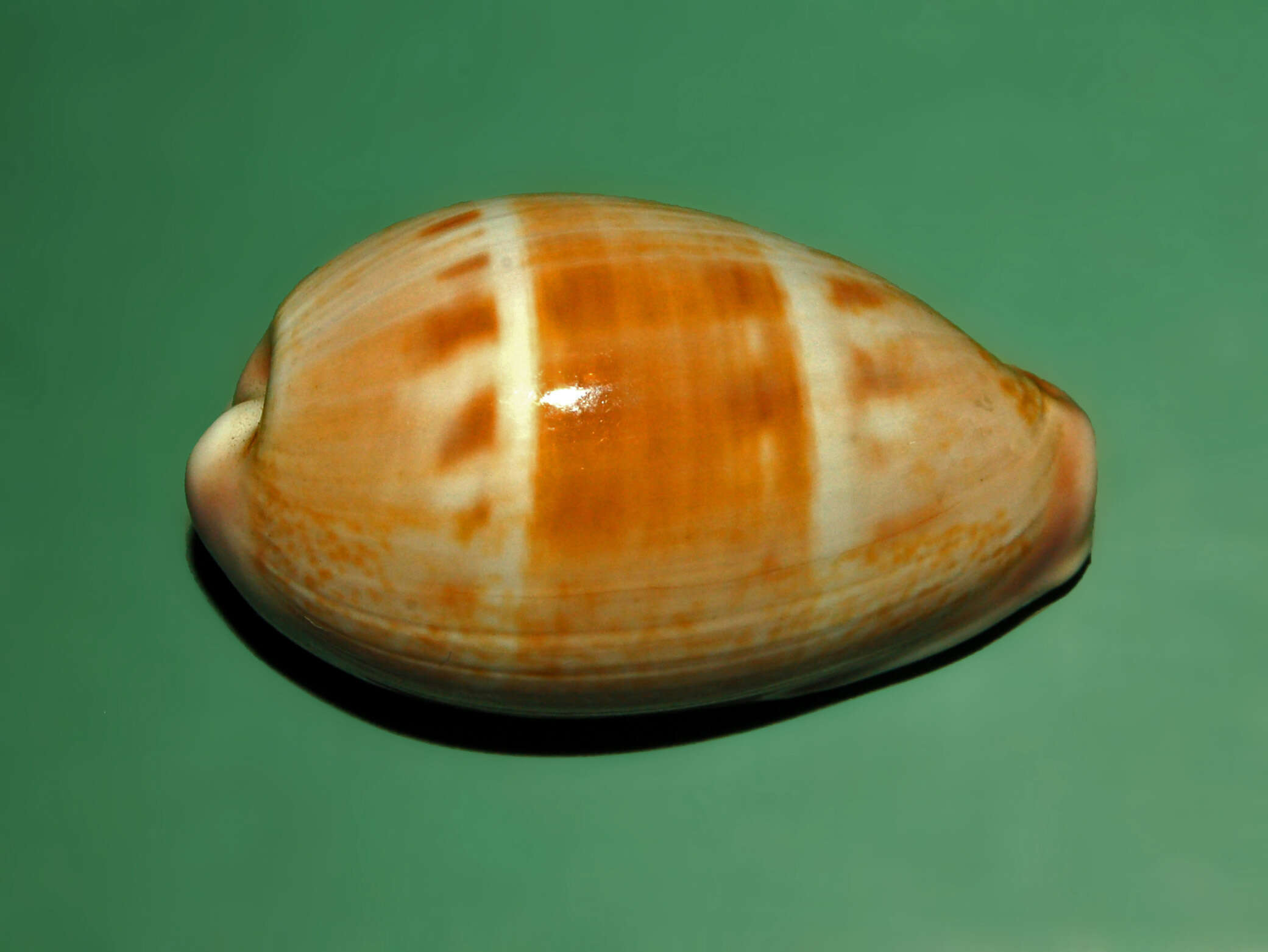 Image of Walker's Cowry